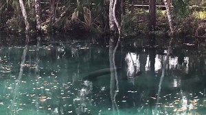 3.5K views · 167 reactions | Enjoy this video of two baby manatee playing in Little Sister at Three Sisters Springs! #manateemonday | Crystal River National Wildlife Refuge Complex | Facebook