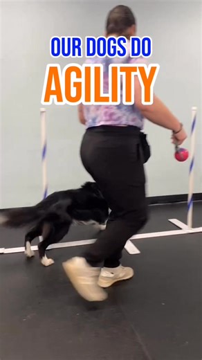 We love seeing our owners and dogs bond in Obedience, Agility, Tricks, and Workshops! If you are looking for more activities to try with your pup, swing by Zoom Room Redlands for a visit! 🐾 We're here to help you build a better bond with your dog through fun, enriching group classes. Don't worry - your dog never comes into direct contact with another dog, ensuring safety for everyone. | Zoom Room Dog Training