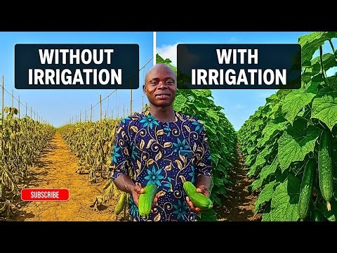 I Tried Irrigation on My Farm for a Month Here's What Happened - Story from a Local Farmer
