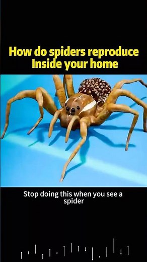 How do spiders reproduce Inside your home #knowledge #science