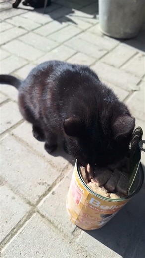 Sooty the Cat Can’t Wait – Straight Into the Food Can