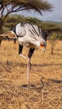 Secretarybird: The Bird That Hunts Snakes Like a Warrior