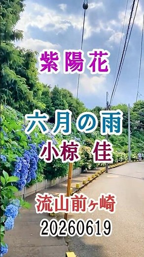 ショート1分 20260619 流山前ヶ崎 紫陽花 六月の雨02 小椋佳 Yoshi10 Koba84 20260620月の雨ショート02