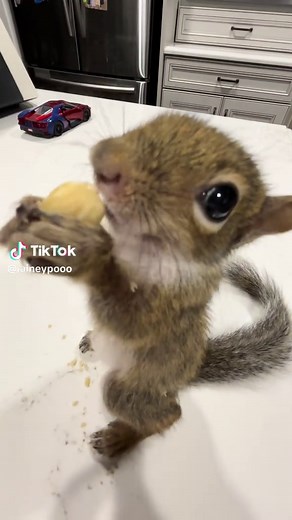 Baby Squirrel So Cute! Adorable Squirrel Videos