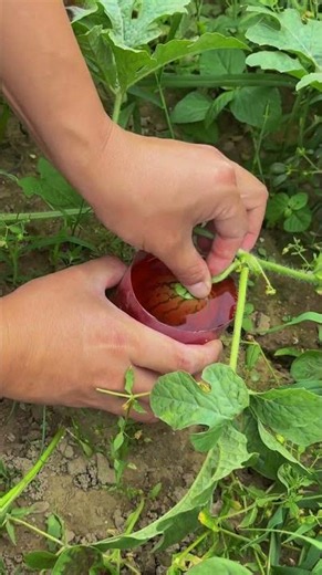 Why Do Farmers Dip Baby Watermelons in Red Liquid? 🍉