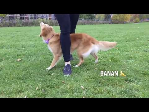 Moxie 2 years old and many tricks! Nova Scotia Duck Tolling Retriever