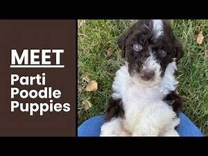 Everything About Parti Poodle Puppies
