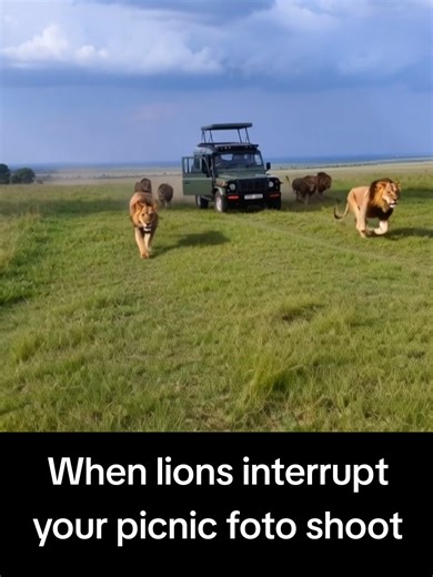 Lions Interrupt Picnic: A Close Encounter