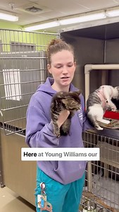 1 kitten- $100 2 kitten- $100 dollars. So Adopting two kittens is cheaper than adopting one! Girl math. #adoptdontshop #girlmath #kitten #animalshelter | Young-Williams Animal Center