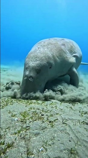 Sự Thật Về "Nàng Tiên Cá" Nặng 400kg - Bò Biển Dugong Có Gì Lạ? 🧜‍♀️