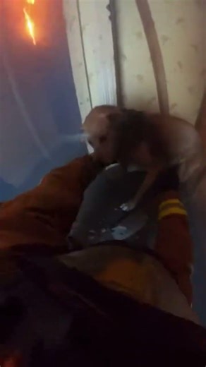 Not all heroes wear capes. Some carry dogs out of flames ❤️🐾