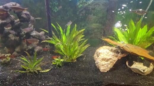 This beautiful aquarium is maintained by Awesome Aquatics!