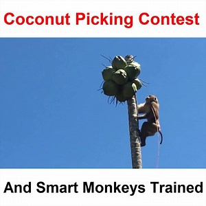 Wow !!! Smart monkeys | Wild Animals TV