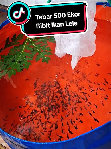 Budidaya Ikan Lele di Kolam Terpal Bulat
