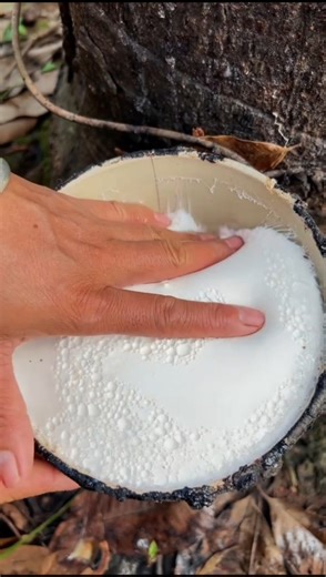 Rubber’s First Drop 🌳💧 #shorts