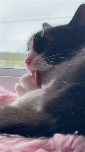 Tuxedo cat takes a bath - Featuring Poe #funnycats #tuxedocat