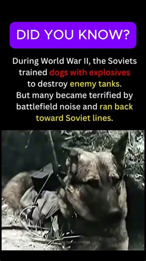 Soviet Explosive Dogs of WW2#history #ww2 #shortsreels | Declassified Archives
