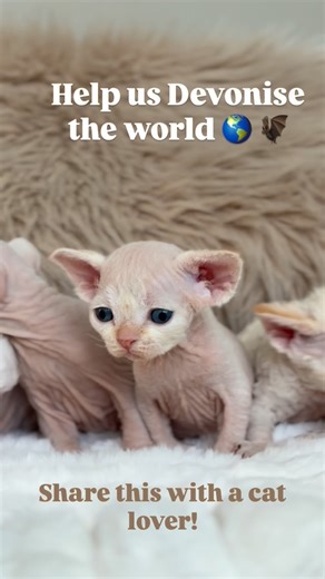 The world needs more curls and big ears. 🌎✨ Help us Devonise the world—Share this with a cat lover! The “Devonise the World” movement starts here... in the nursery! 🌎🐾 Our litter Y babies are officially 3 weeks old, and the personalities are starting to shine through those big ears and curly coats! They are getting more active every day, and we can’t wait to show them off. We need your help! How do you want to see these babies? 1️⃣ Individual Reels – A dedicated video for each kitten so you c