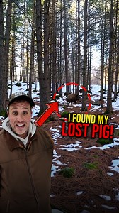 A Missing Pig, and a Terrifying Discovery on the Farm! 🐖👀 | Gold Shaw Farm