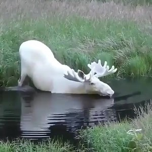 6.1K views · 745 reactions | Awesome  | Animals United | Facebook