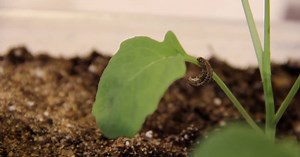 Crop Scouting Crucial in Managing the Unpredictability of Cutworms