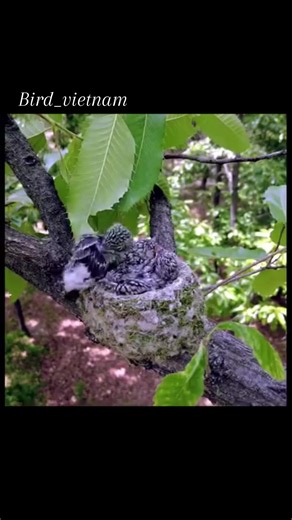 A New Journey: Saying Goodbye to My Bird Family