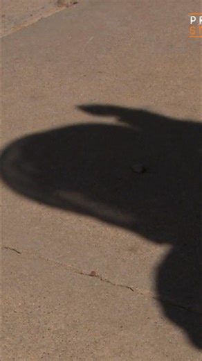 Witness the intense reaction of bees when an alarm pheromone is released. A beekeeper faces the challenge of dealing with their aggressive behavior. It's a wild scene! #Beekeeping #Bees #Insects #Pheromones #HoneyBees | Prison Stories