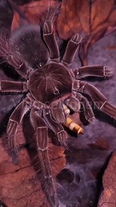 “Aranha-Golias: a maior aranha do mundo vive na Amazônia 🕷️🌿” . . . . A aranha-golias (Theraphosa blondi) é considerada a maior aranha do mundo em peso e envergadura. Neste vídeo, você vai conhecer onde ela vive, como caça, seus mecanismos de defesa e por que, apesar da aparência assustadora, ela raramente oferece perigo aos humanos. Um conteúdo perfeito para quem gosta de animais exóticos, curiosidades da natureza e vida selvagem amazônica.#AranhaGolias #MaiorAranhaDoMundo #Amazônia #AnimaisE