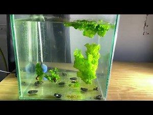 Ulva grows up in the Turbulence Structure Laboratory