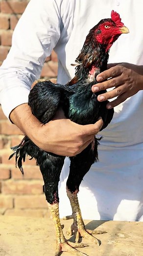 Aseel murgha collection | Aseel murga | kamalia aseel | Nadeem shah aseel