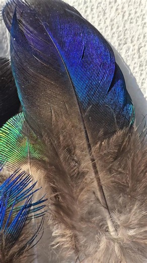 An array of Earl's small but brilliant feathers, ending with a piece of his crown 🦚 | Warren Peace Bunny Sanctuary