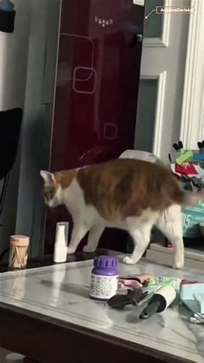 WHAT ARE YOU DOING😹#FUNNY #PETS #CATCOMEDY #CATVIDEOS #CAT#CATSHORTS #FUNNYANIMAL #CATLOVER#FUNNYCAT