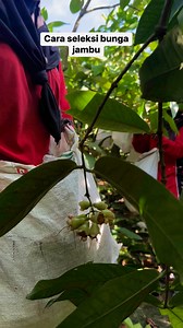 3.1K views · 2.8K reactions | Bunga jambu yg bagus untuk di bungkus, #arkanjambumadulangkat #jambumadu #panenjambumadu #perawatanjambumadu. | Ifan Zulfikar | Facebook