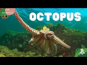 Octopus for Children | All About Octopus for Kids | Animals for Kids | CuteKidsTV