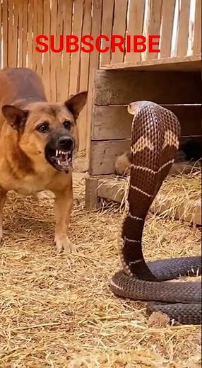 Dog VS Python #4kwildliferelaxation #dog #python