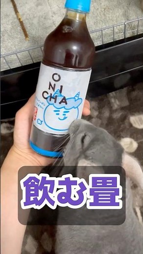 [Drinking Tatami Mats] The result of making tea from chinchilla hay, their main food...it was too...