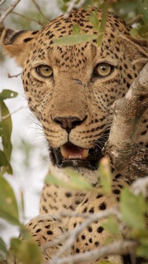 Face to face with a massive scary male leopard in Kruger 😍🐆 #maleleopard #krugernationalpark #krugerpark #krugerparksafari | All Out Safaris
