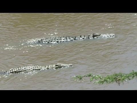 Hippos & Crocs at Mara River - Masai Mara, Kenya