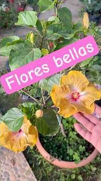 Hibiscus, the plant that blooms all year round #plants #flowers #hibiscus