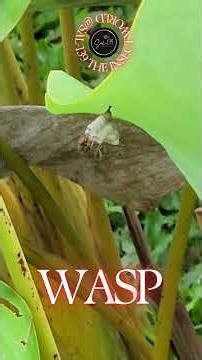 WASP 7 #viral #viralshort #viralshorts #bee #wasp #lebah #insects #nature