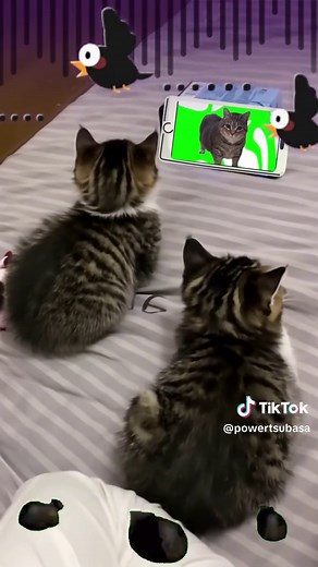 Spinning Cat Memes: Oi Oi Oi Fun Compilation