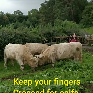 3.1K views · 181 reactions | Feeding time for Highland cattle #cattle #cattleuk #highlandcow #cattlefeed #animals #beefcattle #cows #feeding #scottishcow #snowdonianationalpark #britishbeef #farmanimals #love #smallholding #livestock #milk #breeding | Welsh cottage by Zina | Facebook