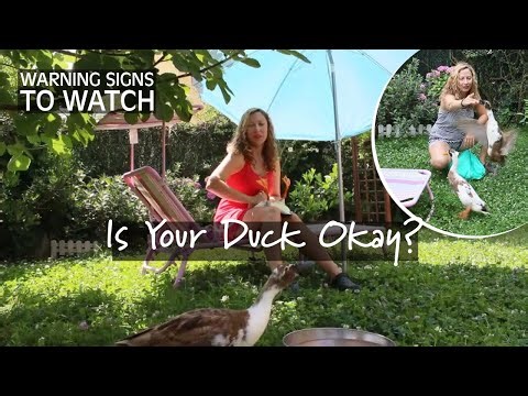 3 Common Duck Problems You NEED to Know | Is your duck okay?