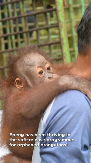 Epeng is really coming into his own since being handed over to our care! Spared from a life in captivity, Epeng has settled in well to life in Lamandau Wildlife Reserve, Indonesian Borneo. He may be small, but he is confident – the trees offer an exciting new world to explore, and he is certainly not afraid to climb them! Epeng is already foraging too, a wonderful milestone for such a young orangutan. It will another six or seven years until Epeng is ready to be released into the wild, but we ha