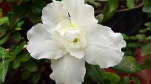 White flowers of a tropical plant (Azalea Indica) in a greenhouse. Motorized dolly slider shot. Stock Video