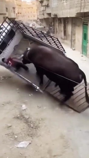 Unbelievable! Bull’s 🐂 Strength Flips the Vehicle 🚛 While Loading Vehicle Can’t Handle It #shorts