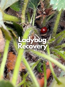 As far as beneficial insects in the garden go there are fewer greater...