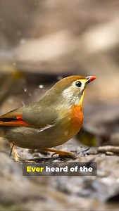 Red-Billed Leiothrix! | Fairly Odd Facts