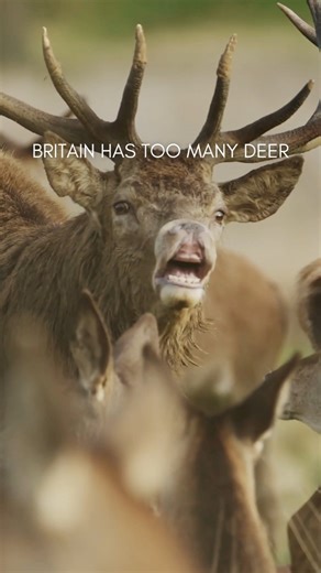 Conservation Frontlines on Instagram: "Britain’s deer population has grown rapidly over the past few decades — not because deer are a problem, but because only 2 of the 6 species now present are native, and population control is largely unmanaged at scale. With few natural controls and fragmented responsibility across landowners, numbers have expanded beyond ecological limits. The result is stalled woodland regeneration, rising road accidents, and increasing pressure on rural landscapes. Evidenc