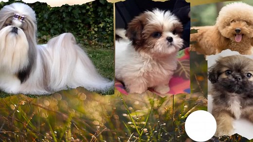 Razas de Perros Pequeños: Bonitos y Dociles